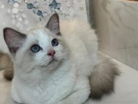 ŞECERELİ ANNE VE BABADAN SAFKAN RAGDOLL YAVRULAR