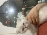 Kedimizi sahiplendirme