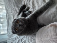 Scottish fold kedimi sahiplendirmek