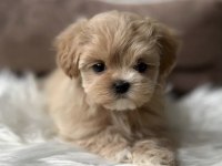 Teacup kore maltipoo yavruları
