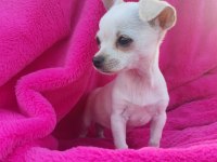 Chihuahua yavrumuz sizlerle
