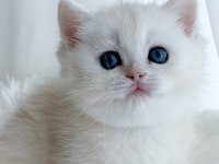 Kar Tanesi Silver British Shorthair