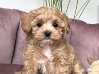 TOSBİK MALTİPOO BEBEKLERİMİZ