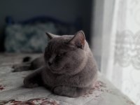 2 yaşında british shorthair