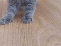 6 Scottish Fold Yavru