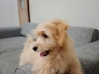 9 aylık maltipoo kızımı sahiplendirmek istiyorum