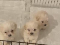 Kore maltese terrier bebeklerimiz