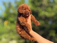 Teacup Boy Aşılı Wc Eğitimli Premıum Poodle