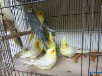 El Besleme Sultan Papağanı Bebekler