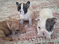 French bulldog köpekler