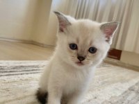 BRİTİSH YAVRUMUZA YUVA ARIYORUZ