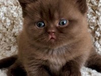 Dubai çikolatası tadında Chocolate British Shorthair 