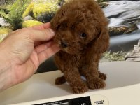 Çok Tatlı Orijinal Teacup Poodle Yavrusu