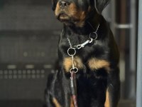 Extrem rottweiler