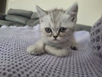 PİKO ÇOK AKILLI PONÇİK BİR YAVRU KEDİMİZ