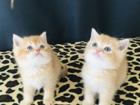 Safkan Ny12 golden bal british shorthair bebekler