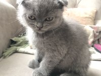 Scottish Fold Yavrularımıza Ömürlük Yuva Ariyoruz
