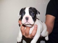 Maskeli Harika Yavru French Bulldog