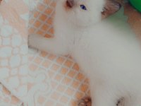 British Scottish Bebekler