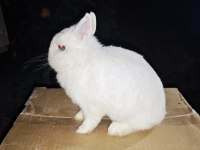 Cüce tavşan yavrularımız