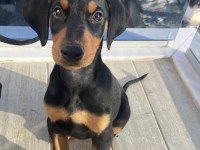 Satılık Safkan Doberman Yavruları