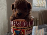 A KALİTE RED BROWN TOY POODLE YAVRULAR
