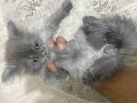 British longhair ve shorthair
