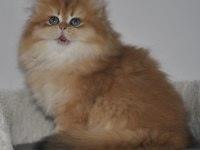 Şecereli Golden British Longhair ny12 dişi 3 aylık