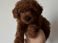 TEACUP 700 GR POODLE