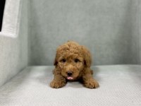 Minik toy poodle bebeleri