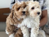 Wc eğitimli maltipoo yavrularımızı canlı görün