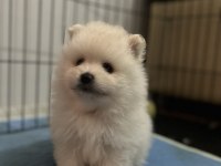 Mini mini yavrucaklar pomeranian boo