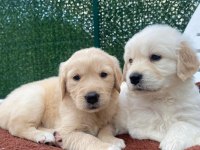 Dişi golden retriever bebekler