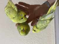 Ele alışık Jumbo muhabbet kuşu yavru