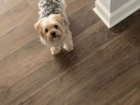 Mama karşılığı köpeğimizi sahiplendirme
