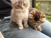 Safkan British Longhair Bebekler