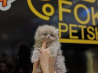 Safkan British Longhair ve shorthair yavrular