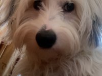 1 yaşında güzeller güzeli dişi terrier