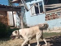 Satılıktır ilgilenenler beni arasın orjinel koyuna gider