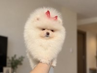 Pomeranian boo prenses tea cup dişi