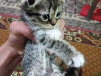 Kırık kulak kediler