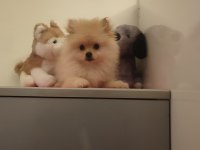3 aylık dişi pomeranian