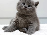 British shorthair gri 2 aylık