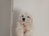 Kore kan maltese yavrularımız teslime hazır