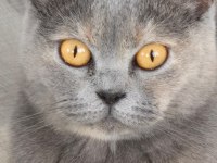 British shorthair 4 yaşında dişi