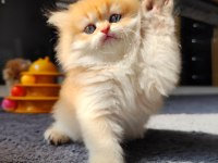 Full şecereli dişi british longhair yavru
