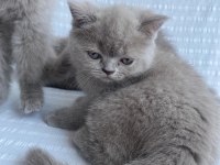 5 dişi lilac british shorthair yeni yuvalarına hazır