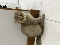 dünyalar tatlısı erkek british shorthair