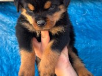 A Şecereli Rottweiler Yavrular