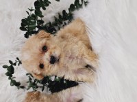 Maltipoo tecup